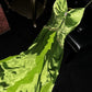 Fresh Green A Line Spaghetti Strap Chiffon Ruffle Satin Long Prom Dress Formal Gown SH3971